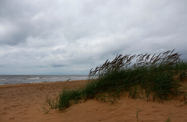 Sandy coast of the Baltic Sea in cloudy weather