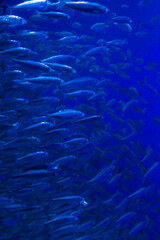HERRINGS - ARENQUES (Clupea spp.), Den Ba Planet Acuarium, Copenhagen, Denmark, Europe