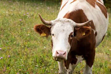 Naklejka na ściany i meble close up of cow in field Austria