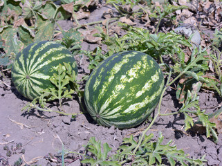 Watermelons ripen in the field