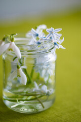 Puschkinia and showdrops in a small jar, green background