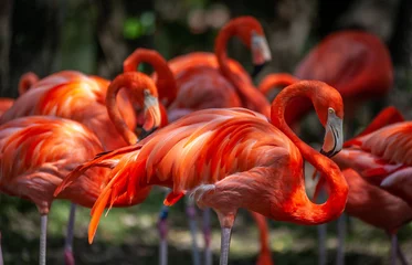 Fotobehang Flamingo © Rick