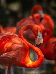 Flamingo