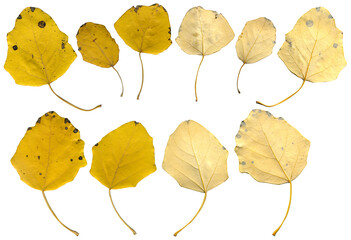 Yellow dry aspen leaves on a white background. Isolated autumn leaves set