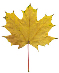 Yellow maple leaf on white background