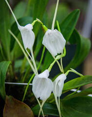 Masdevallia Orchids