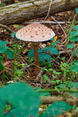 Ein großer Riesenschirmling Pilz im Wald