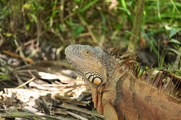 iguana in tropical environment