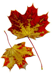 Two autumn maple leaves on a white background