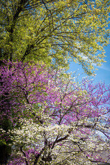 Vivid but delicate pink and white flowering trees in springtime against green budding leaves and a bautiful turqoise sky - verticla background