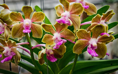 Fototapeta na wymiar Vanda Orchids