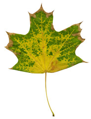 Green and yellow maple leaf on a white background