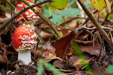 Ein junger kleiner Fliegenpilz