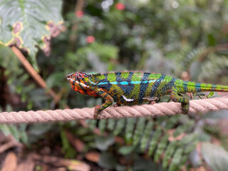 a colorful chameleon