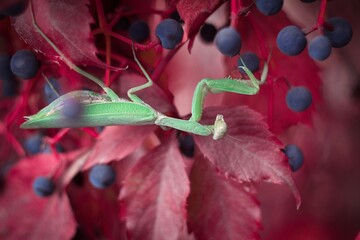 Mantis in red leaves of wild grape in warm autumn day