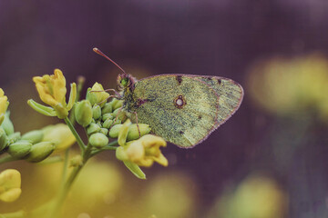 Yellow butterfly Colias on yellow flower 