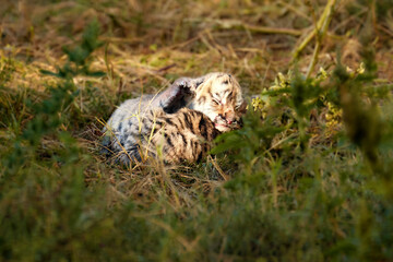 Newborn cubs, blind kittens cubs tigers, close up