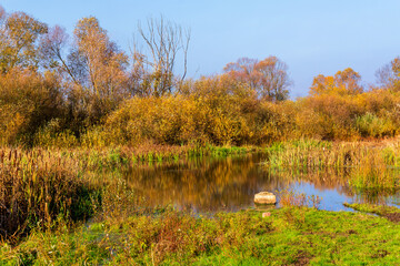 Fototapeta premium Złota polska jesień na Podlasiu
