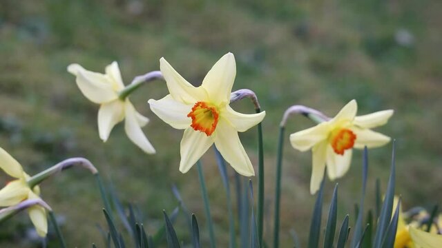 Yellow and Orange Daffodils Blowing in the Wind with Bird Song