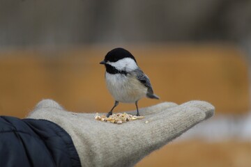 titmouse on a hand with glove and bird seed