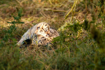 Newborn cubs, blind kittens cubs tigers, close up