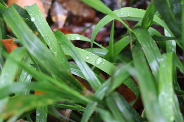 Obraz premium Tropfenbedecktes Gras