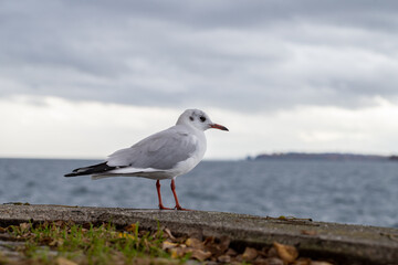 Möve an der Überlinger Uferpromenade