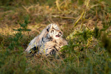 Newborn cubs, blind kittens cubs tigers, close up