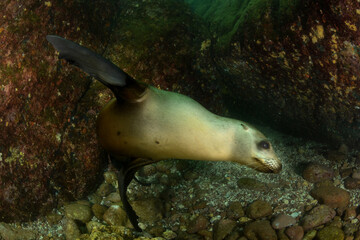 California sea lion in La Paz in Mexico.