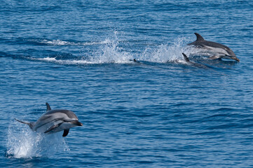 Striped dolphins playing in mediterranean sea in France.