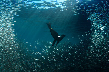 California sea lion playing in a school of sardins.