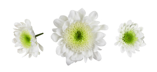 White and green chrysanthemum flower