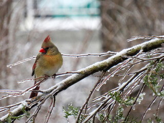 Female cardinal on a branch covered of ice after an ice storm on a winter day