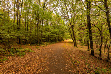 Large serene arboretum with its plant and tree collections, preferred for nature walks and photography
