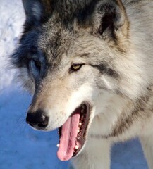 Close up of Grey wolf in winter