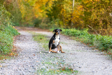 Dog sitting on the fallen leaves in a park