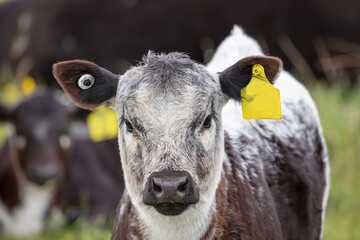 A black and white cow in a green pasture in regional Australia