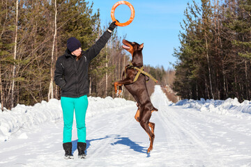 Caucasian woman walking with her brown doberman at winter day, dog jumping for a ring toy