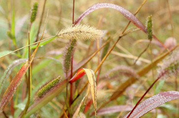 Obraz premium dry autumn grass: yellow spikelets, burgundy, orange leaves in dew