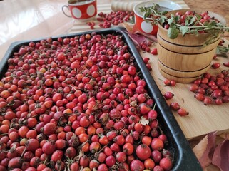 Harvest of juicy rose hips on a baking sheet and rose hip tea close-up.