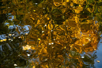 Bright reflection of autumn trees in the water. Yellow leaves float on the surface of the water.