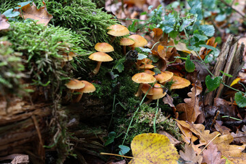 Autumn mushrooms grow in the forest on a stump