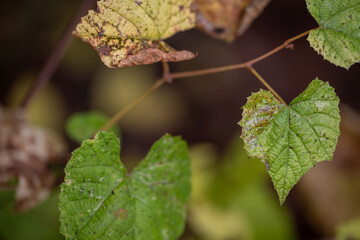 wild grape leaves in autumn