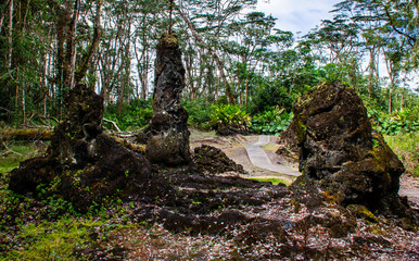 Lava Trees at Lava Tree State Monument, Big Island, Hawaii