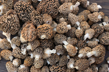 Morels collected in the forest on a wooden table.  Common morel, Morchella esculenta, true morel. Top view.