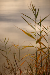 shoreline grasses patuxent river calvert county southern maryland usa