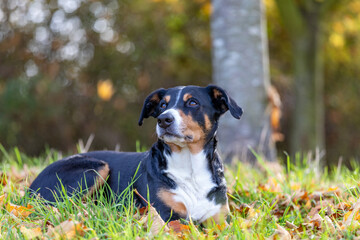 DOg (Appenzeller sennenhund) lying on the leaves in autumn