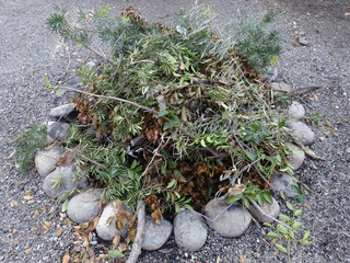 ゴミの露地焼却