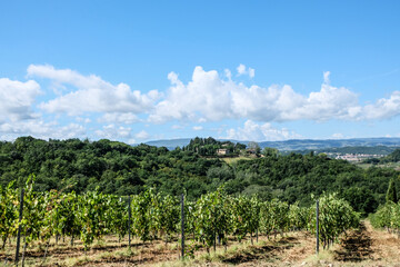 Fototapeta na wymiar Vineyard with grapes in the summer in tuscany in italy