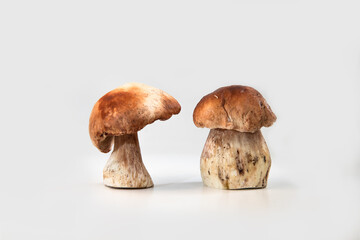 Beautiful fresh porcini mushrooms  on white background isolated season healthy food